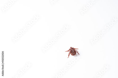 Fotobehang Insect tick isolated on a white background