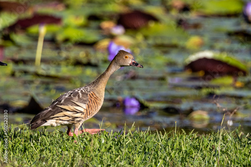 Plumed Whistling Duck in Queensland Australia