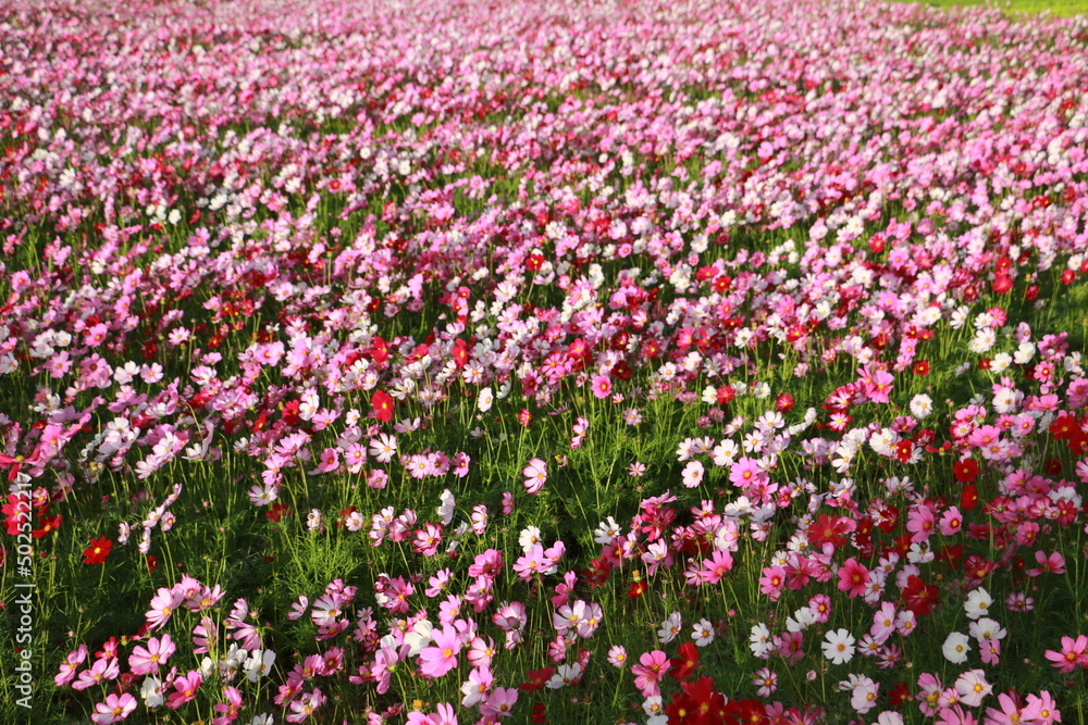 Cosmos flowers in the garden and blue background, blurry flower background, light pink cosmos flower. Cosmos flowers in the garden and blue background, blurry flower background, light pink cosmos flower.