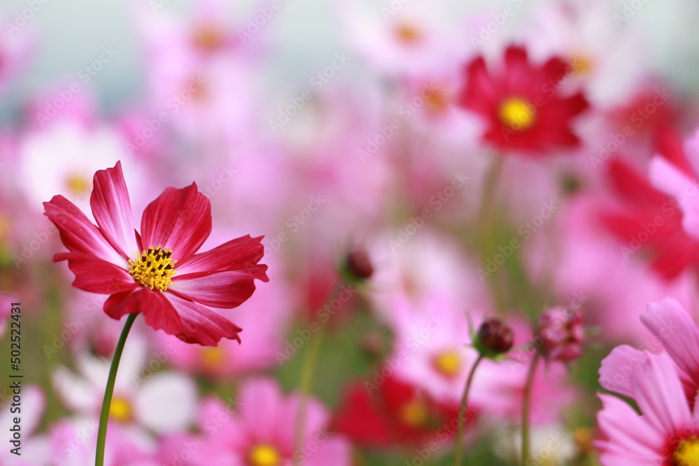 Cosmos flowers in the garden and blue background, blurry flower background, light pink cosmos flower. Cosmos flowers in the garden and blue background, blurry flower background, light pink cosmos flower.