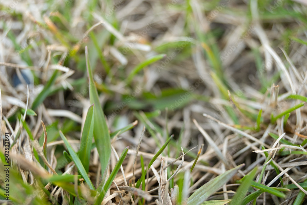 A lawn with dried grass. grass after winter. scarification and aeration. A lawn with dried grass. grass after winter. scarification and aeration.