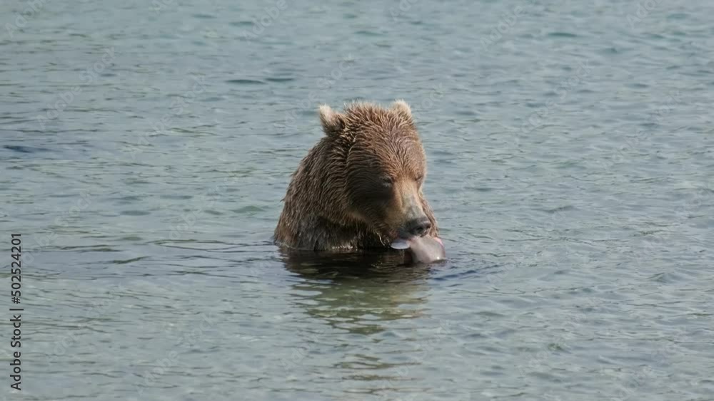 Brown bear eating a caught salmon, Kamchatka, Russia, 4k Brown bear eating a caught salmon, Kamchatka, Russia, 4k
