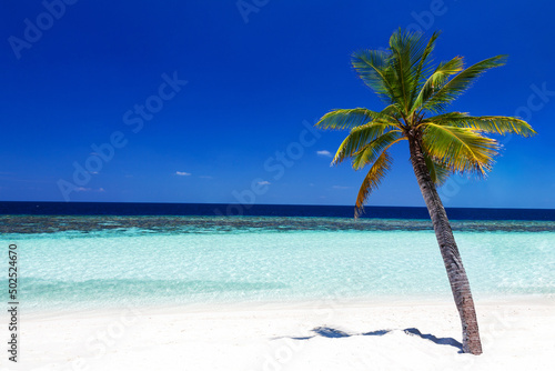 Coconut palm tree alone on a white sand beach with lagoon in Maldives © Fotopogledi