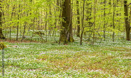 Anemones in Danish Forest