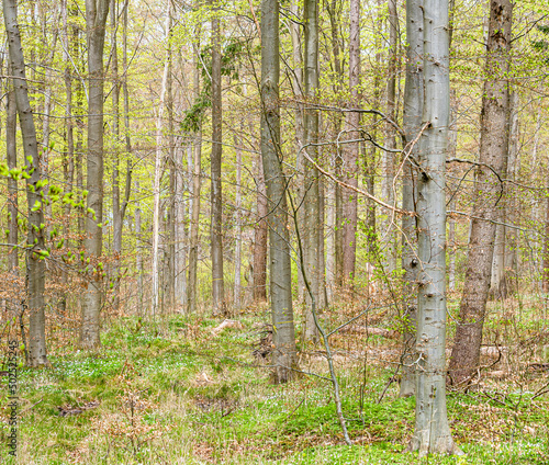 Spring in Danish Forest