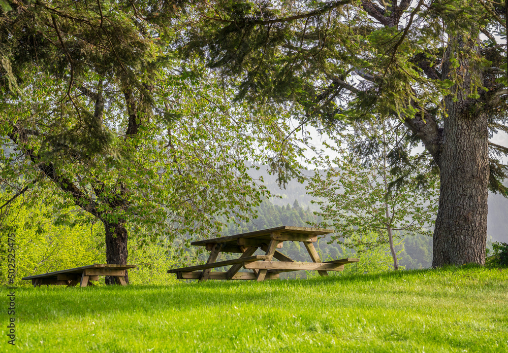Wooden picnic tables under trees in a scenic park in summer. Relaxation, recreation concept.