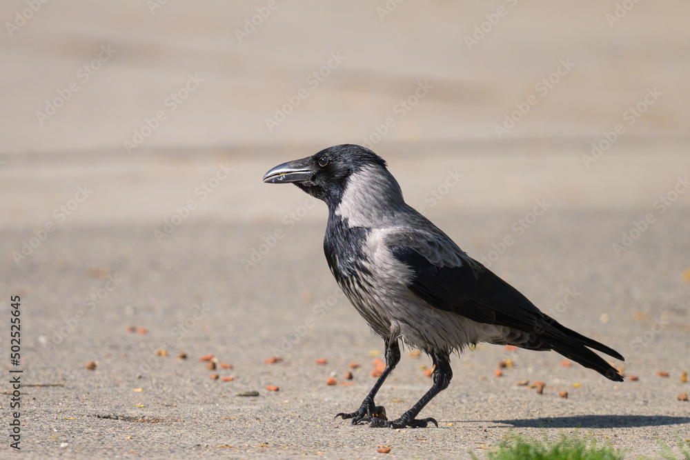 A carrion crow picking up food on a sunny day in spring A carrion crow picking up food on a sunny day in spring
