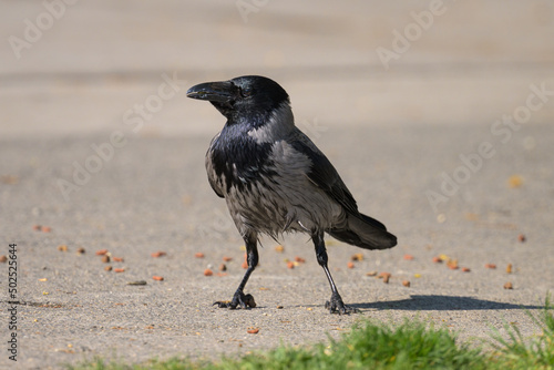 A carrion crow picking up food on a sunny day in spring