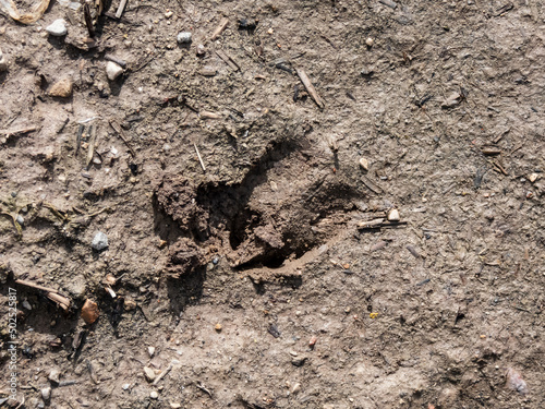 Close-up of footprints of roe deer (Capreolus capreolus) in deep and wet mud in the ground. Tracks of animals on a walking trail in the countryside in sunlight