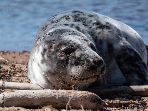 The grey seal pup (Halichoerus grypus) with a soft, grey silky fur with dark spots lying and resting on the yellow sand in sunlight on the beach of the Baltic sea