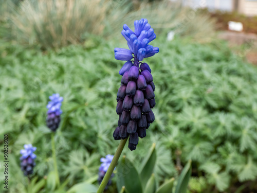 Close-up shot of gorgeous grape hyacinth (Muscari latifolium) buds displaying two different kinds of flowers. At the top are the light blue, below are dark purple-blue flowers in spring