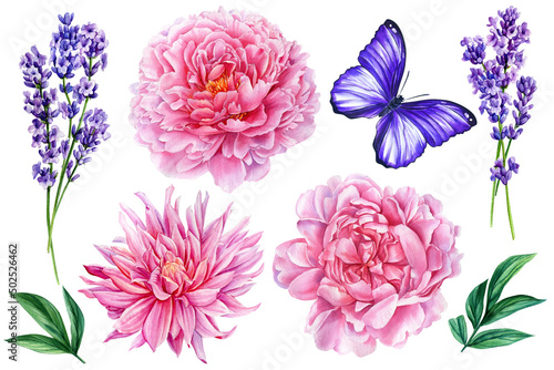 Set flowers  botanical painting. Peony  lavender and butterfly