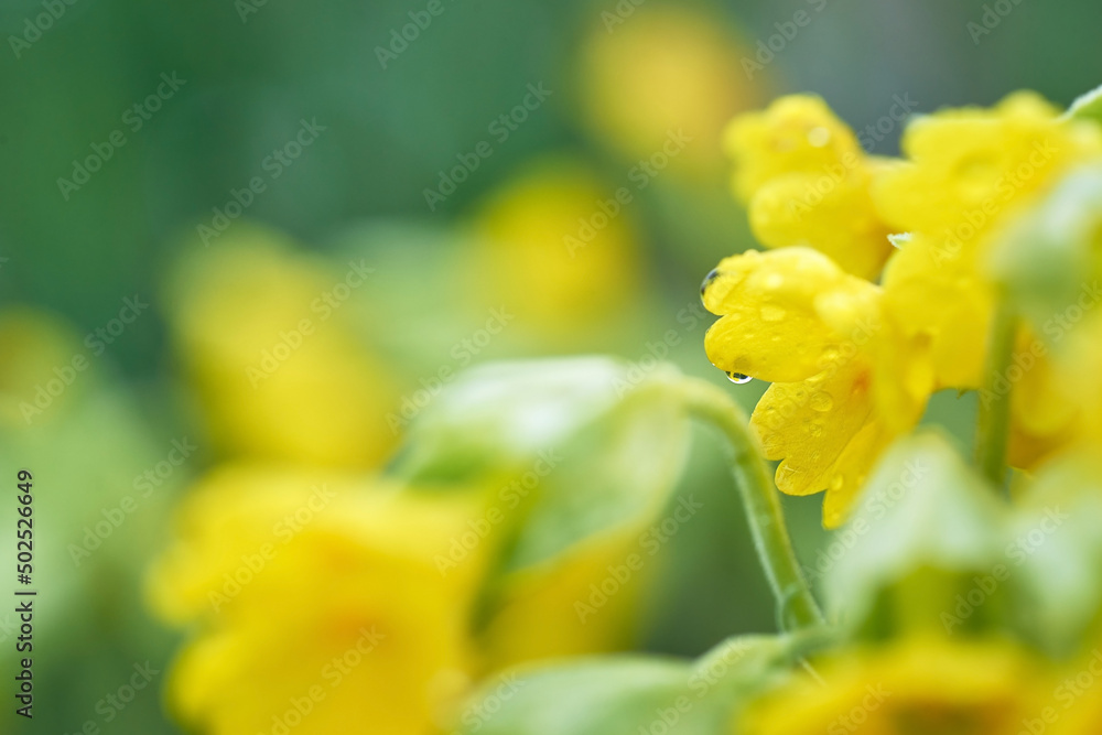 Yellow flowers background. Closeup of yellow flowers on blurred background with raindrop on petal. Yellow flowers background. Closeup of yellow flowers on blurred background with raindrop on petal.