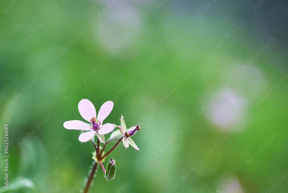 Purple flowers background. Closeup of purple flowers on blurred background. Purple flowers background. Closeup of purple flowers on blurred background.