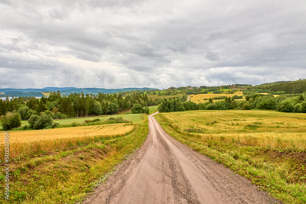 Ripe golden yellow wheat field ready for harvest, moved by gusts of wind, in Levanger in Norway. Road in the middle of the fields of ripe wheat on a cloudy day after the rain.