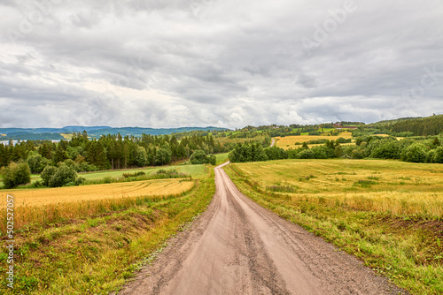 Ripe golden yellow wheat field ready for harvest, moved by gusts of wind, in Levanger in Norway. Road in the middle of the fields of ripe wheat on a cloudy day after the rain. © trattieritratti
