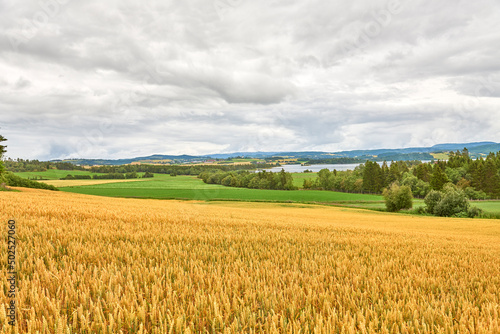 Ears of soft wheat in the foreground. Ripe wheat field of golden yellow color ready for harvest, moved by gusts of wind. Ripe soft wheat field on a cloudy day after rain. Levanger, Norvay,
