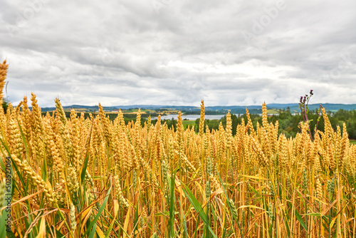 Ears of soft wheat in the foreground. Ripe wheat field of golden yellow color ready for harvest, moved by gusts of wind. Ripe soft wheat field on a cloudy day after rain. Levanger, Norvay, photo