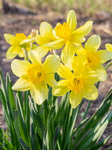 Fresh beautiful Daffodil flowers in gardens