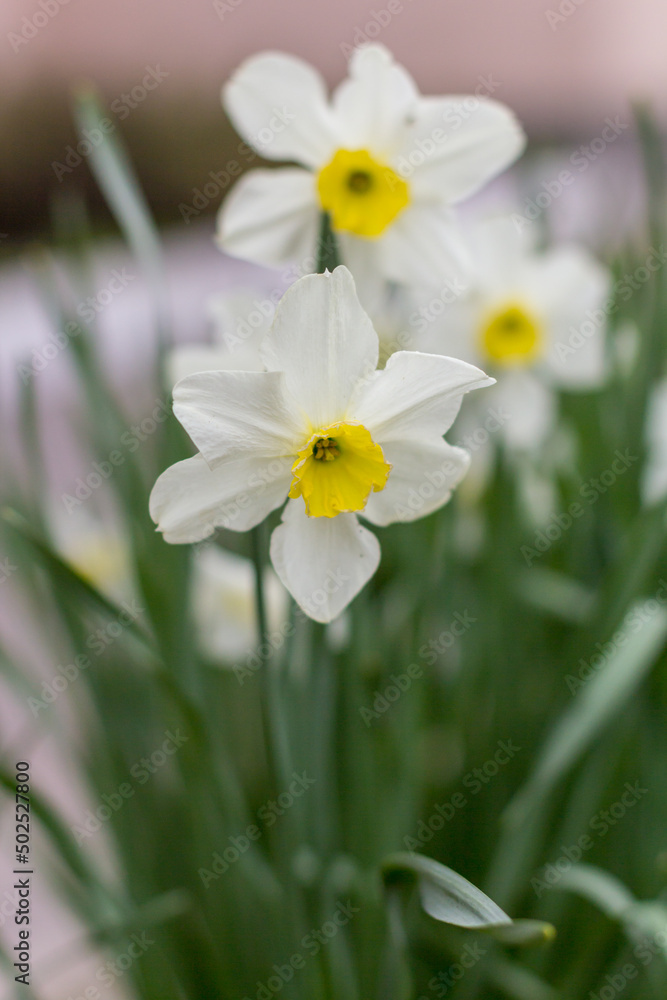 White narcissus. A large field of narcissus. Spring white and yellow flowers. White narcissus. A large field of narcissus. Spring white and yellow flowers.