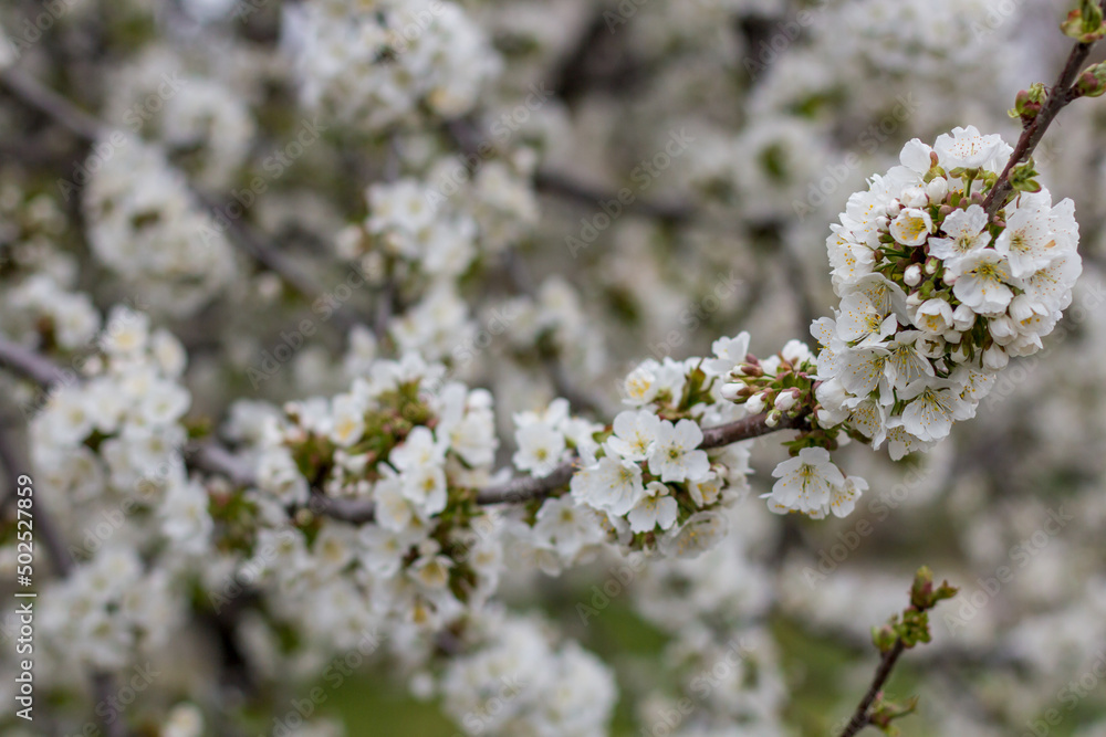 beautiful flowers on a branch of an apple tree against the background of a blurred garden beautiful flowers on a branch of an apple tree against the background of a blurred garden