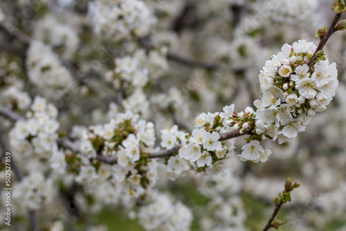 beautiful flowers on a branch of an apple tree against the background of a blurred garden © Irina