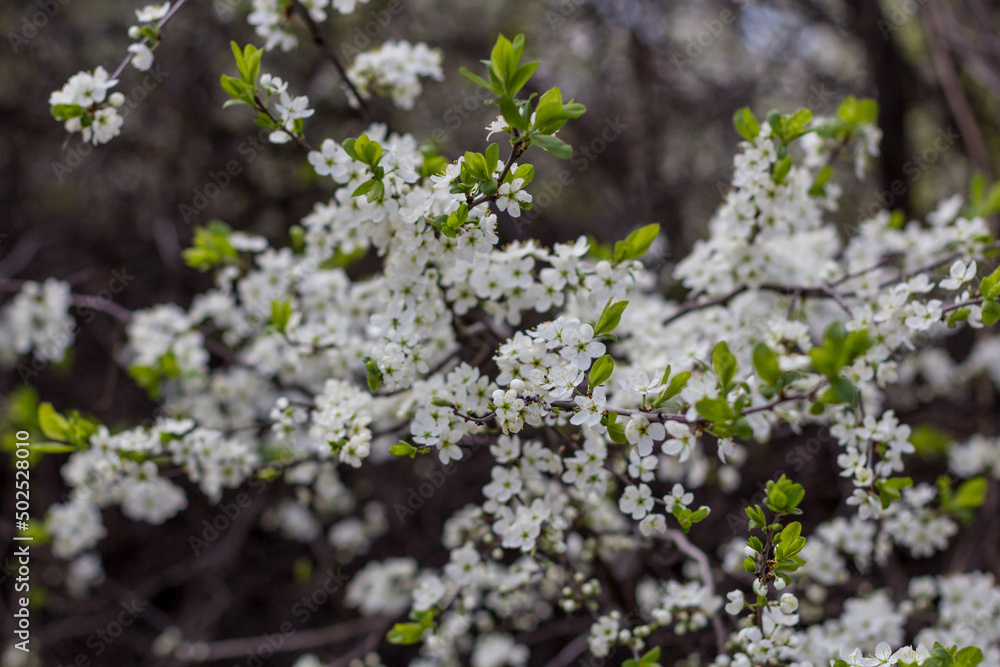 beautiful tree blossom sakura in spring, closeup beautiful tree blossom sakura in spring, closeup