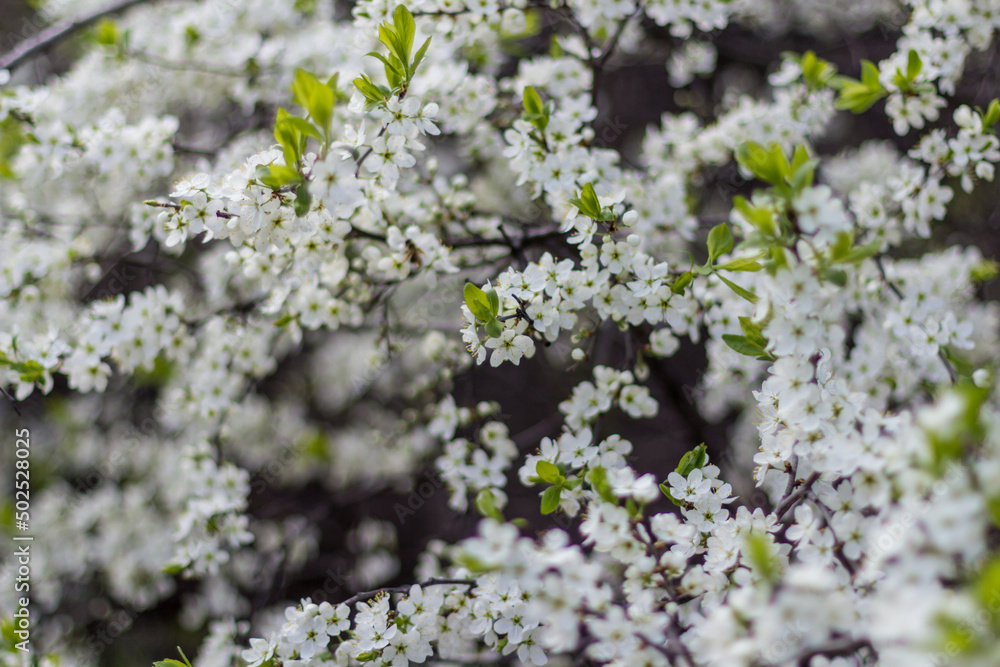 beautiful tree blossom sakura in spring, closeup