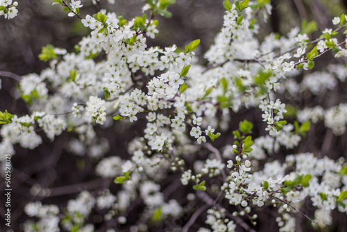 beautiful tree blossom sakura in spring, closeup © Irina