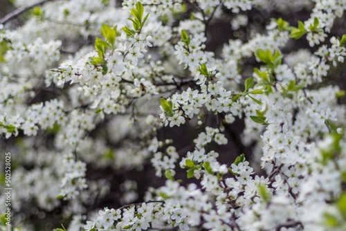 beautiful tree blossom sakura in spring, closeup © Irina