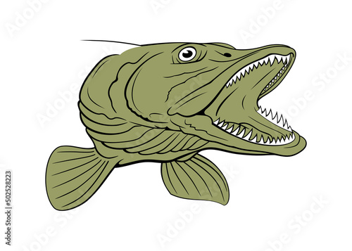 Pike Head. Fish Head. Vector clipart isolited on white.