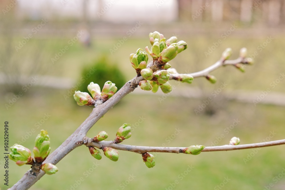 Budding leaves on branch of young tree in natural green background. Natural spring season background. Selective focus. Budding leaves on branch of young tree in natural green background. Natural spring season background. Selective focus.