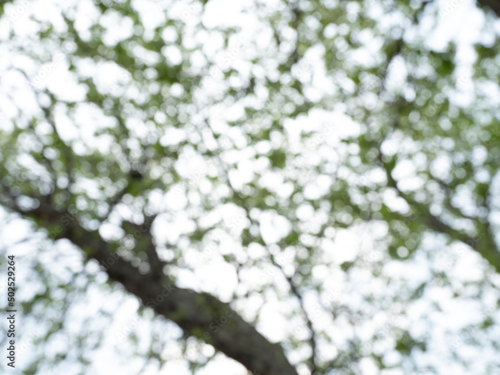 Blurred tree branches and leaves background Blurred tree branches and leaves background