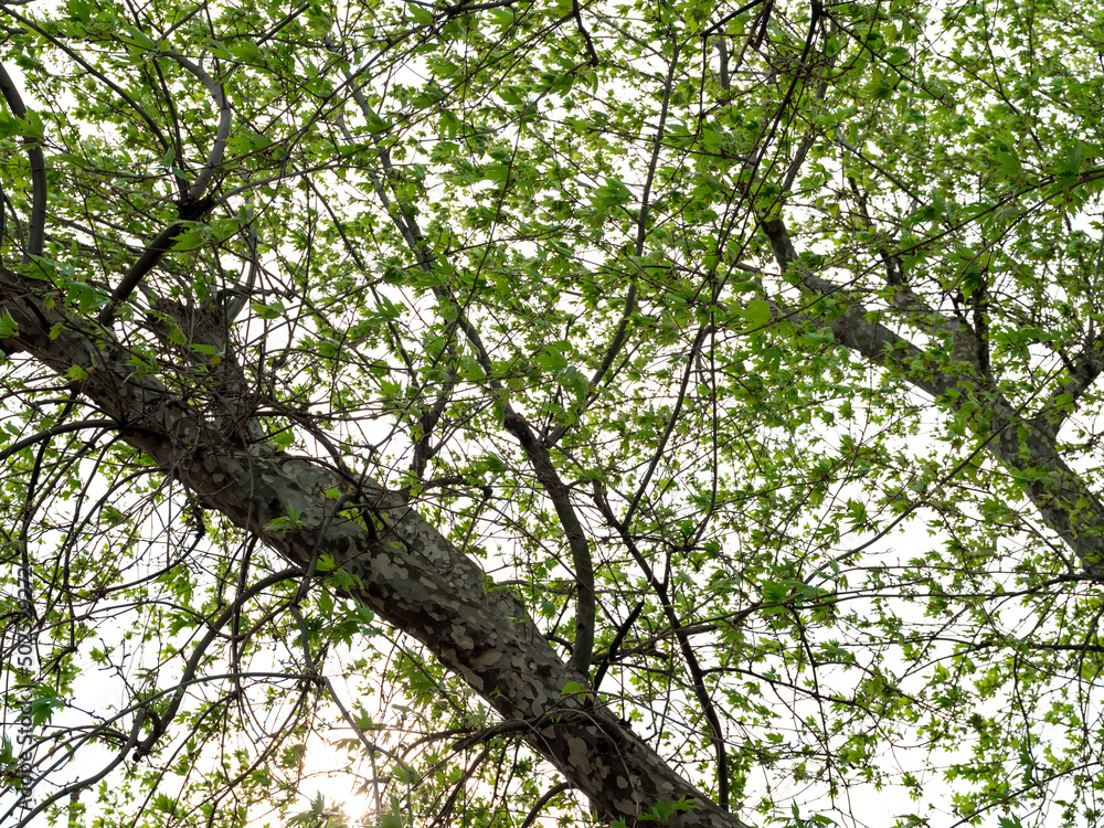 Fototapeta premium sycamore tree branches and leaves on isolated white background