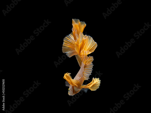 Yellow Dragon Halfmoon Siamese Fighting Fish