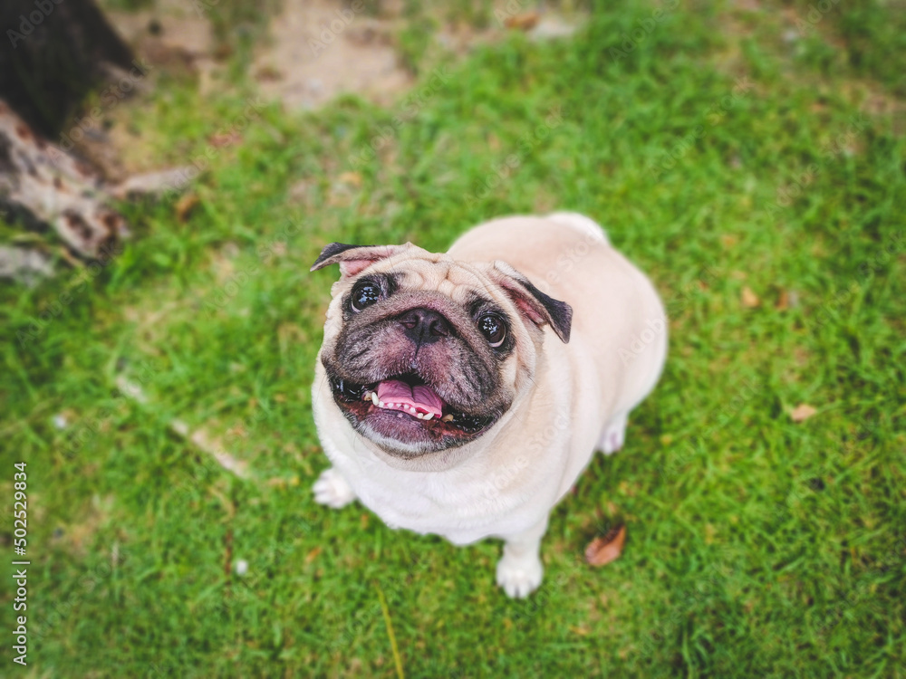 A cute pug at a local park. Cute White Pug with begging face.