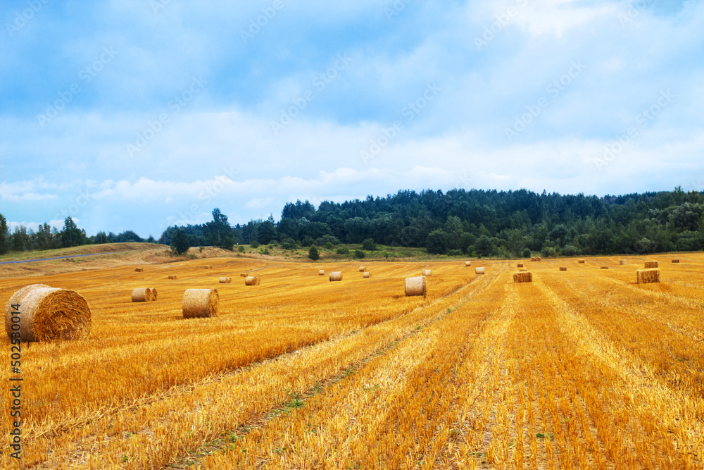 Beautiful landscape with hay straw bales after harvest in summer. Haystacks on field
