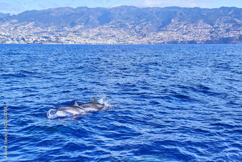 A group of dolphins jumping from the waves of the Atlantic Ocean, in the island of Madeira