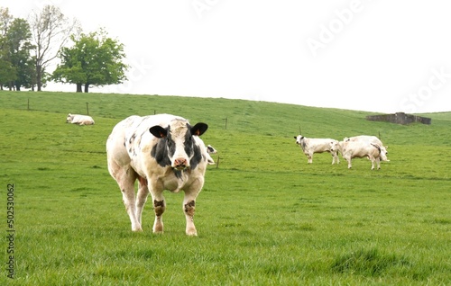 vaches blanches et noires dans un pré valonné photo