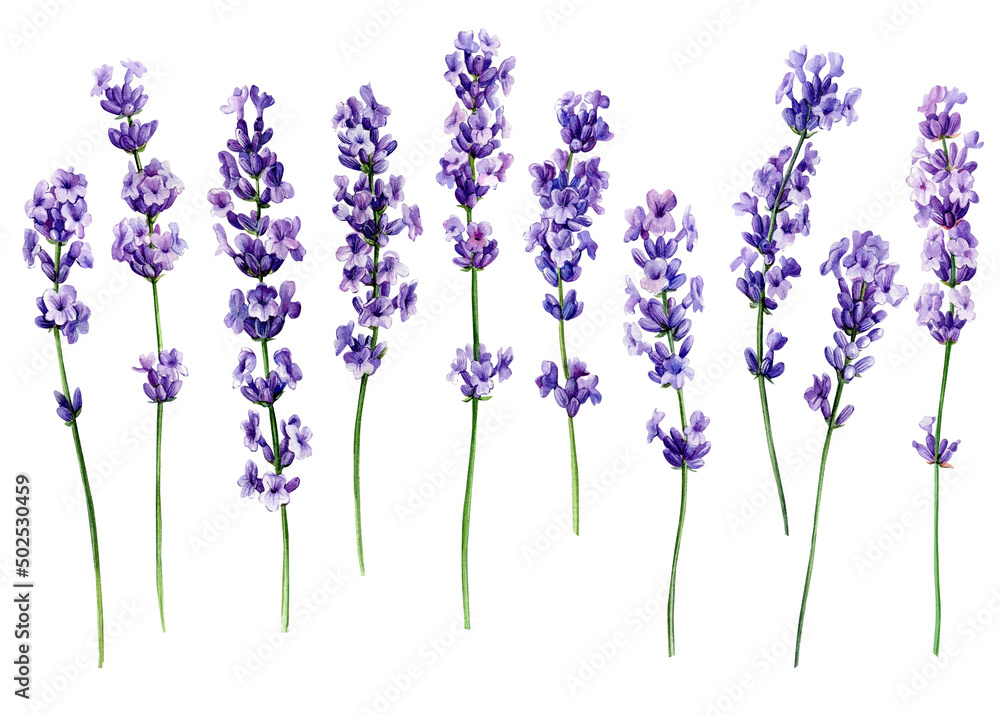 lavender wildflowers, set of floral design elements, watercolor ...