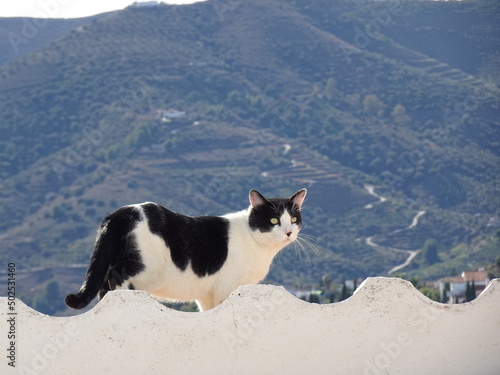 [Spain] The black and white bicolor cat walking on a white fence (Frigiliana)