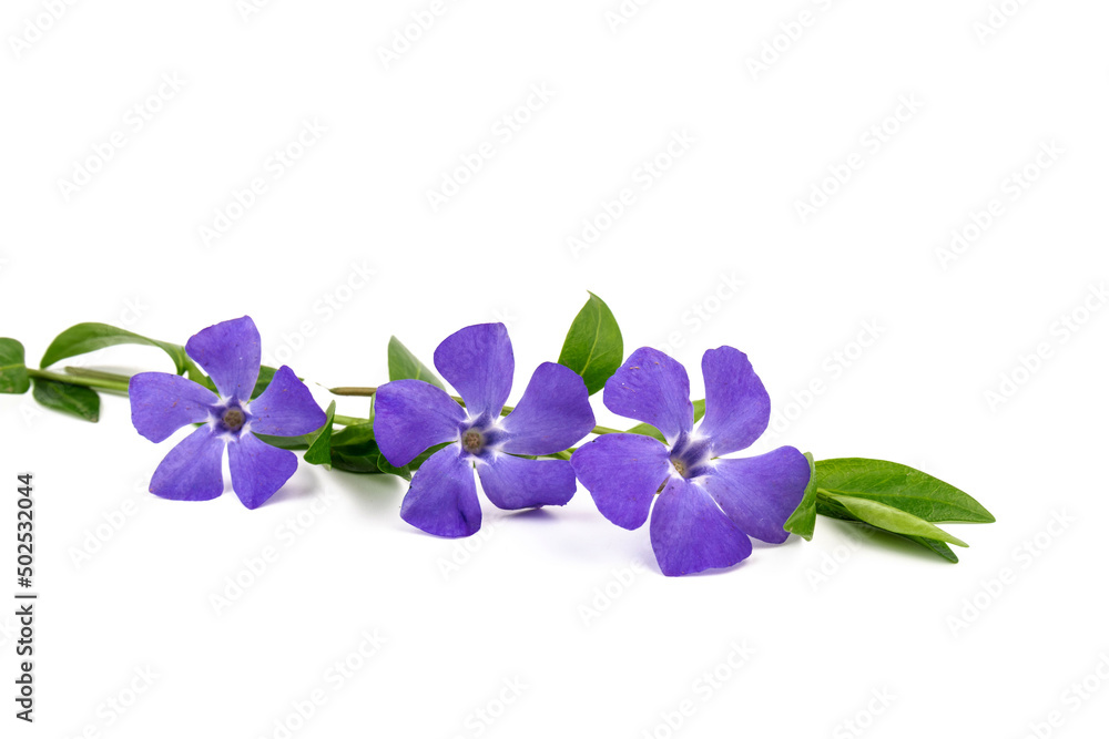 Blue periwinkles isolated on white background. Spring flowers. Blue periwinkles isolated on white background. Spring flowers.