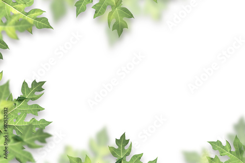 Green papaya leaves on a white background