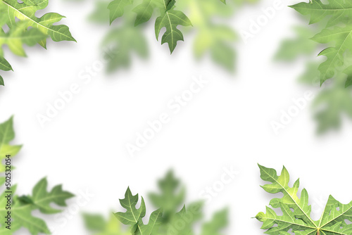 Green papaya leaves on a white background