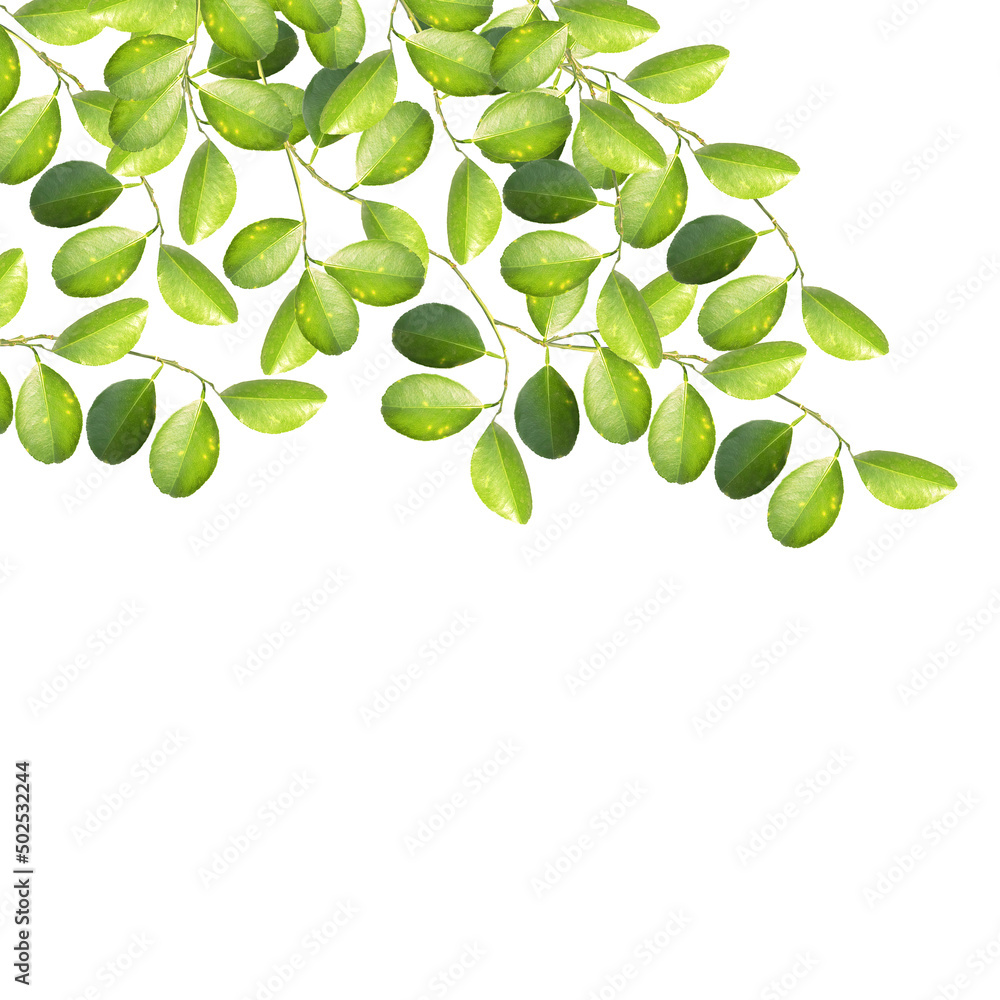 Green leaf isolate on white. lime leaves Green leaf isolate on white. lime leaves