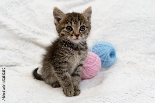 beautiful kitten with balls of wool. cute striped kitten on a light background