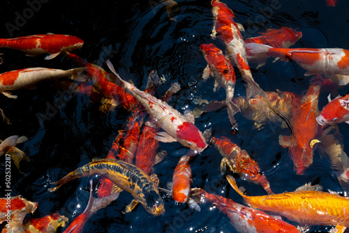 Koi fish. A group of colorful carp fish swimming in the fish pond. Beautiful animal background texture.
