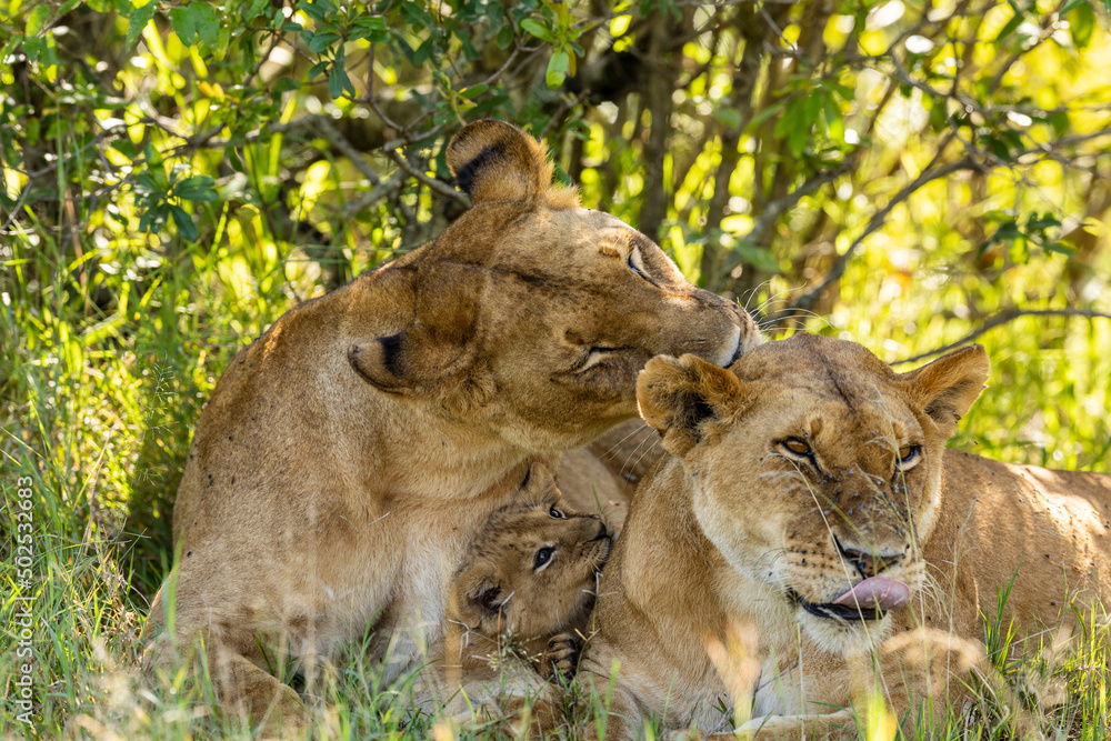 lioness cuddle lioness cuddle