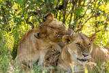 lioness cuddle
