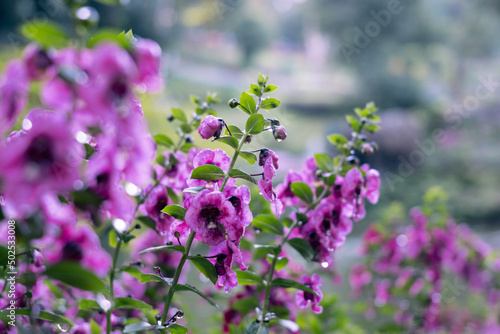 Flowers at Mae Fah Luang Garden Chiang Rai Province  Thailand